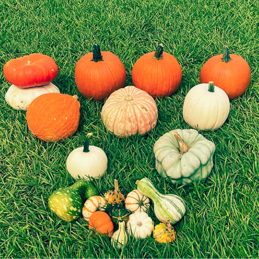 Assorted pumpkins on grass for Gentle Glow Pumpkin Delivery