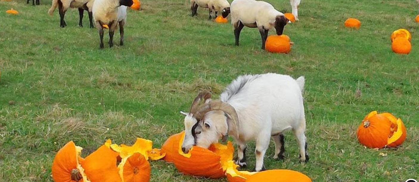 Goat eating a pumpkin in a field with other animals and pumpkins in the background