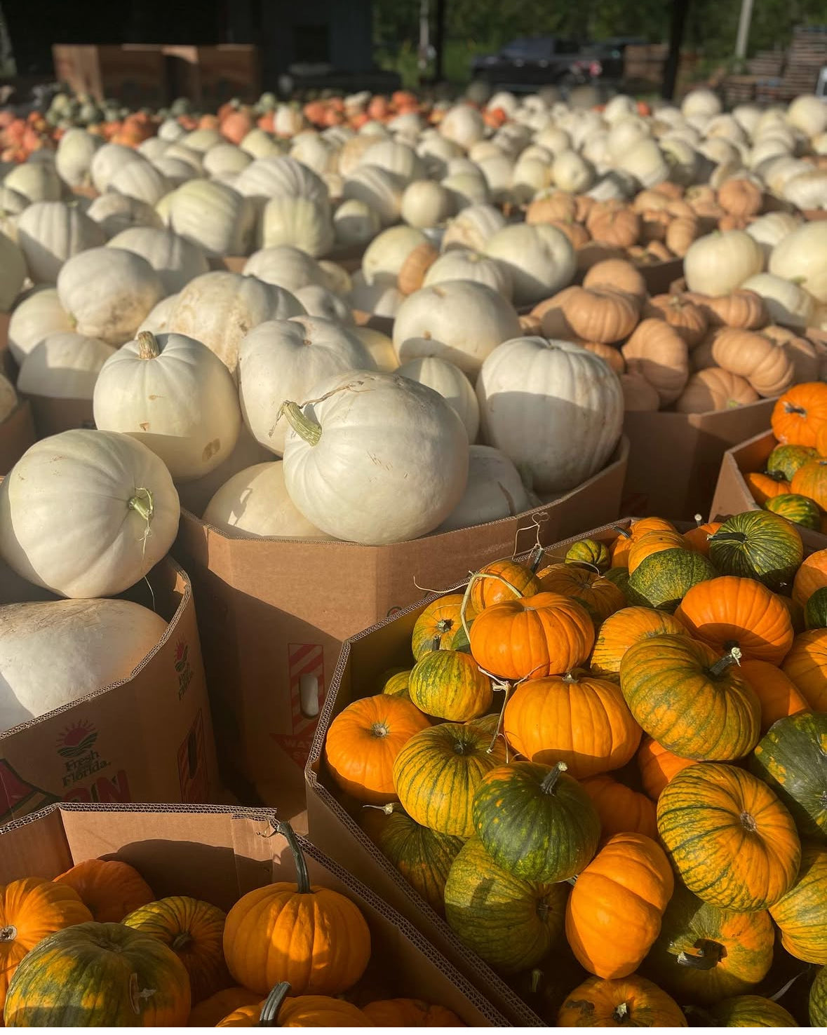 Gourd-Geous Glow Bundle with Halloween Porch Design