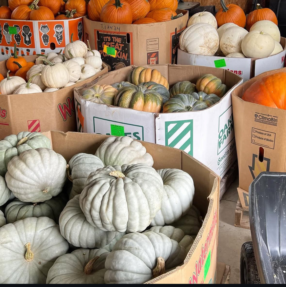 Pumpkin warehouse in Jacksonville FL