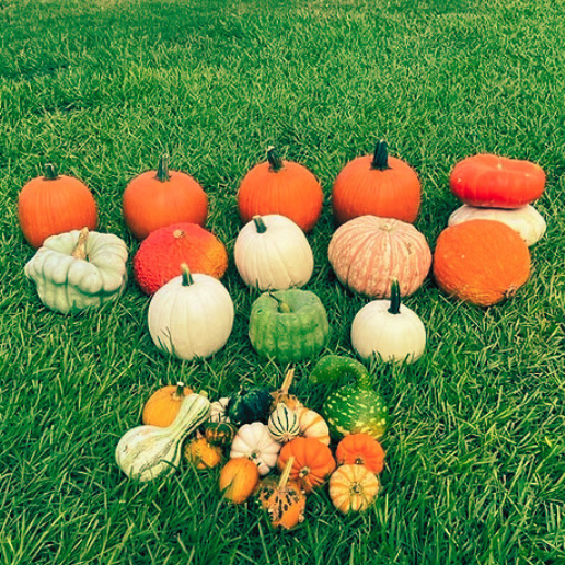 Assorted pumpkins and gourds on a grassy background for Autumn Whisper Pumpkin Drop