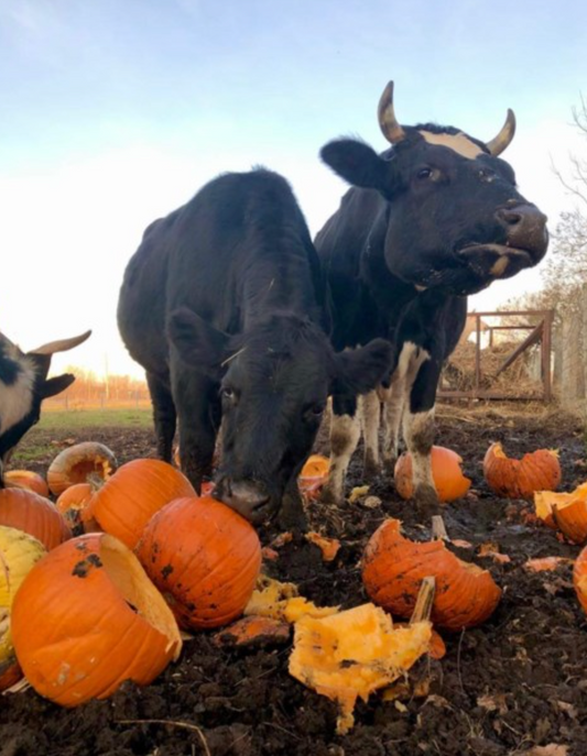 Cows eating recycled porch pumpkins in Florida