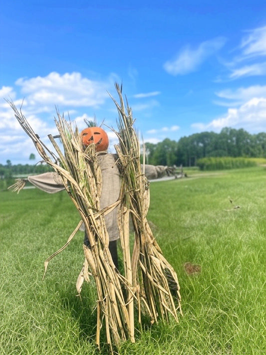 Cornstalk Bundles